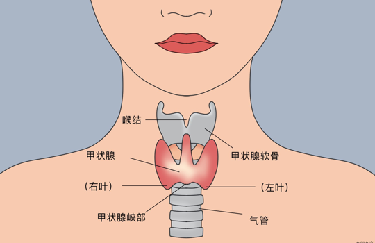 假如甲状腺会说话——揭秘甲状腺的“心声”